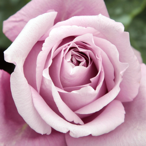 Интернет-Магазин Растений - Poзa Катерине Мансфильд - лиловая - Чайно-гибридные розы - роза с интенсивным запахом - Мари-Луис Мейланд - Лиловая роза с интенсивным запахом, этот сорт стойкий к болезнем  и засухе.
